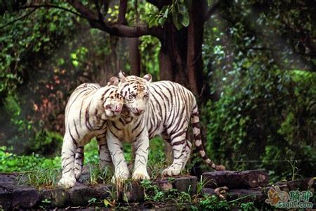 廣州番禺長隆野生動物世界全新羊園、廣州嶺南印象園、花城廣場歡樂二天